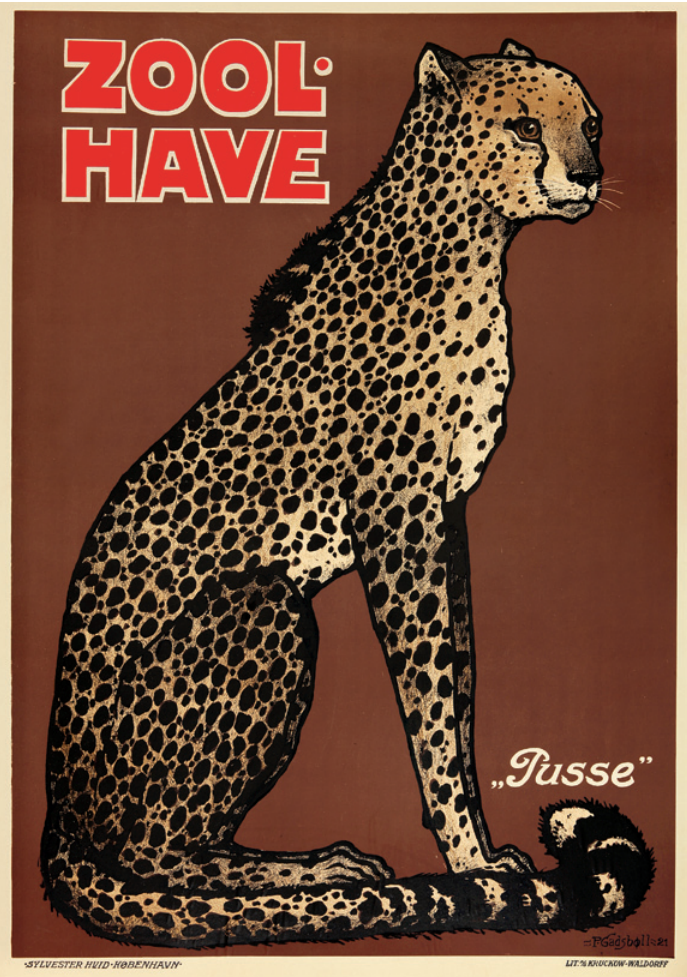 Zoologisk Have - Gepard